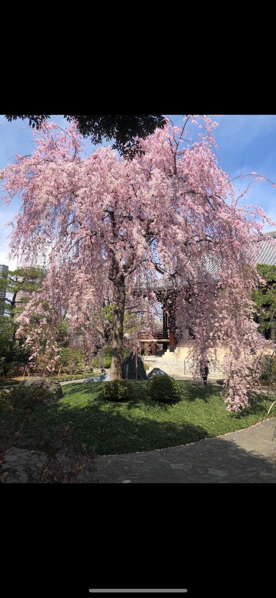 新宿庭院の屋-Shinjuku Garden Home -28 Square Meters King Size Bed Garden Room Tokyo Exterior photo